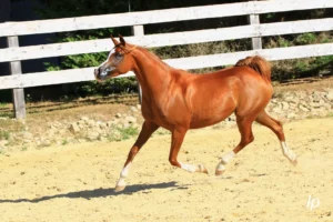 Photo de SANTANA DES AUBUES, pur-sang arabe passé au Haras de la Chataignière - Des Aubus