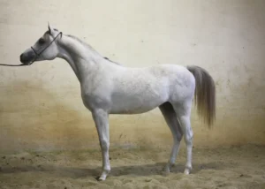 Photo de SAPHIR DE YALTA, pur-sang arabe passé au Haras de la Chataignière - Des Aubus
