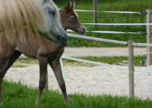 Photo de SERENA DA (BEL), pur-sang arabe passé au Haras de la Chataignière - Des Aubus