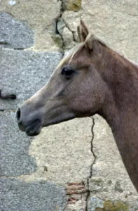 Photo de SEVEN DES AUBUS, pur-sang arabe passé au Haras de la Chataignière - Des Aubus