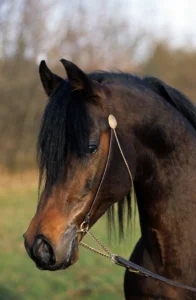 Photo de SH CHAUVENIST (USA), pur-sang arabe passé au Haras de la Chataignière - Des Aubus