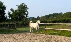 Photo de SHAAMIXIA DES AUBUES, pur-sang arabe passé au Haras de la Chataignière - Des Aubus
