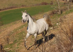 Photo de SHAARE D'ALIBI, pur-sang arabe passé au Haras de la Chataignière - Des Aubus