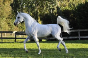 Photo de SHAIITAL DES AUBUS, pur-sang arabe passé au Haras de la Chataignière - Des Aubus