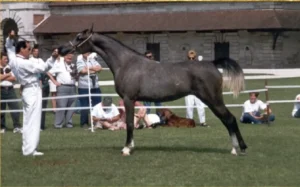 Photo de SHAM BINT LOTUS, pur-sang arabe passé au Haras de la Chataignière - Des Aubus