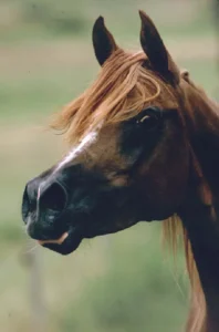 Photo de SHAMILAH MENINAH, pur-sang arabe passé au Haras de la Chataignière - Des Aubus