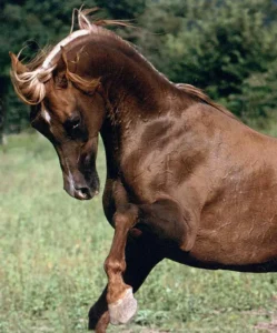 Photo de SHAMILAH MOUDJAHID, pur-sang arabe passé au Haras de la Chataignière - Des Aubus