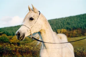 Photo de SHAMILAH VASSILISA, pur-sang arabe passé au Haras de la Chataignière - Des Aubus