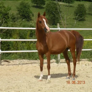 Photo de SHAMILAH WASSIMA, pur-sang arabe passé au Haras de la Chataignière - Des Aubus