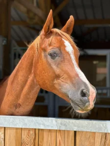 Photo de SHAMIR DES AUBUS, pur-sang arabe passé au Haras de la Chataignière - Des Aubus