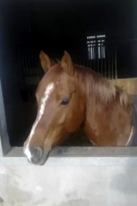 Photo de SHANAC DES AUBUS, pur-sang arabe passé au Haras de la Chataignière - Des Aubus