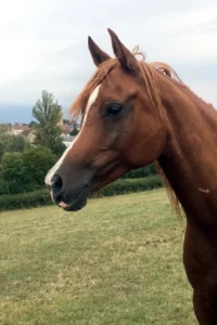 Photo de SHANATYK DES AUBUES, pur-sang arabe passé au Haras de la Chataignière - Des Aubus