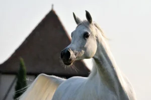Photo de SHANGHAI EA (ESP), pur-sang arabe passé au Haras de la Chataignière - Des Aubus