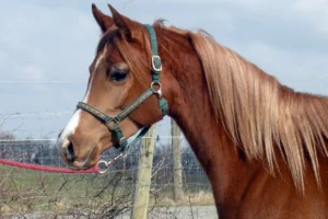 Photo de SHANIA DES AUBUES, pur-sang arabe passé au Haras de la Chataignière - Des Aubus