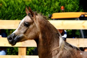 Photo de SHEDED DES AUBUS, pur-sang arabe passé au Haras de la Chataignière - Des Aubus
