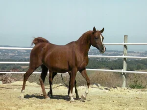 Photo de SIBERIA, pur-sang arabe passé au Haras de la Chataignière - Des Aubus