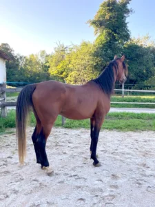 Photo de SIROCCO DES AUBUS, pur-sang arabe passé au Haras de la Chataignière - Des Aubus