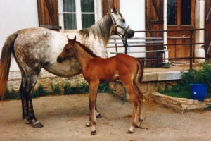 Photo de SKARA, pur-sang arabe passé au Haras de la Chataignière - Des Aubus