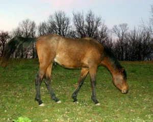 Photo de SKARIN DES AUBUS, pur-sang arabe passé au Haras de la Chataignière - Des Aubus