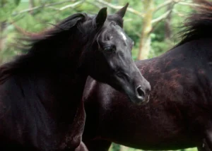 Photo de SKARINAH (DEU), pur-sang arabe passé au Haras de la Chataignière - Des Aubus