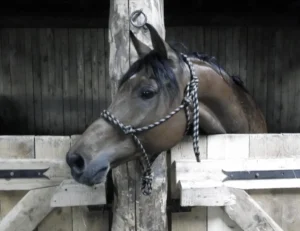 Photo de SKOLL DES AUBUS, pur-sang arabe passé au Haras de la Chataignière - Des Aubus