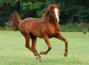 Photo de SLEIPNIR DES AUBUS, pur-sang arabe passé au Haras de la Chataignière - Des Aubus