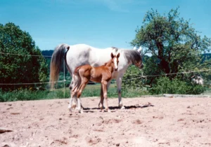 Photo de SMILLA, pur-sang arabe passé au Haras de la Chataignière - Des Aubus