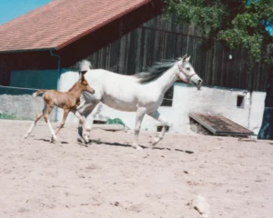 Photo de PAREXIA DU TRESCAM, pur-sang arabe passé au Haras de la Chataignière - Des Aubus