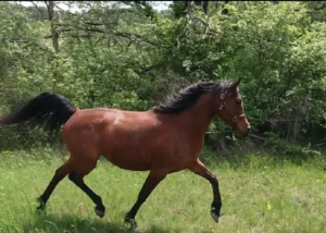 Photo de SOLKA DES AUBUES, pur-sang arabe passé au Haras de la Chataignière - Des Aubus