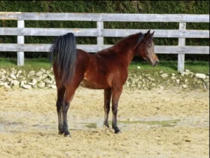 Photo de SOPRANO DES AUBUS, pur-sang arabe passé au Haras de la Chataignière - Des Aubus