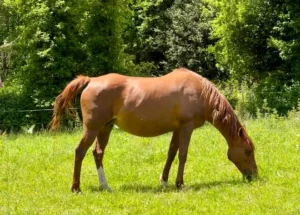 Photo de SPEED DES AUBUES, pur-sang arabe passé au Haras de la Chataignière - Des Aubus