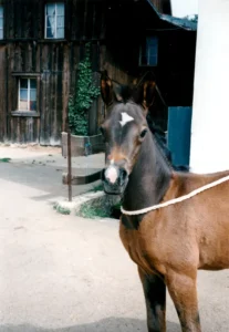 Photo de SVALA, pur-sang arabe passé au Haras de la Chataignière - Des Aubus