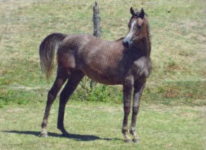 Photo de SVENSYA DES AUBUES, pur-sang arabe passé au Haras de la Chataignière - Des Aubus
