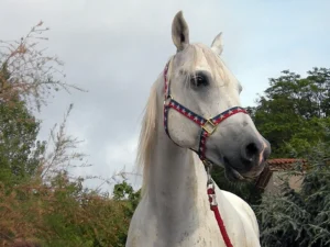 Photo de SWEDENA, pur-sang arabe passé au Haras de la Chataignière - Des Aubus