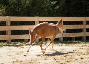 Photo de SWEDY DES AUBUS, pur-sang arabe passé au Haras de la Chataignière - Des Aubus