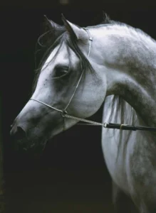 Photo de SHAMILAH VASSILI, pur-sang arabe passé au Haras de la Chataignière - Des Aubus