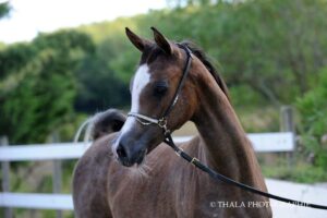 Photo de SYALNA DES AUBUES, pur-sang arabe passé au Haras de la Chataignière - Des Aubus