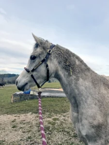 Photo de TALYA DES AUBUES, pur-sang arabe passé au Haras de la Chataignière - Des Aubus