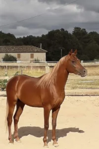 Photo de TANGO DES AUBUS, pur-sang arabe passé au Haras de la Chataignière - Des Aubus