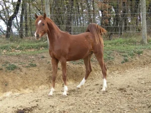 Photo de TARNAC DES AUBUS, pur-sang arabe passé au Haras de la Chataignière - Des Aubus