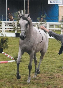 Photo de TENDREIIS DES AUBUS, pur-sang arabe passé au Haras de la Chataignière - Des Aubus