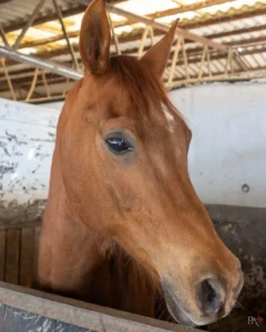 Photo de TOLEDO DES AUBUS, pur-sang arabe passé au Haras de la Chataignière - Des Aubus