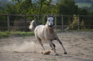 Photo de TXILI DES AUBUS, pur-sang arabe passé au Haras de la Chataignière - Des Aubus