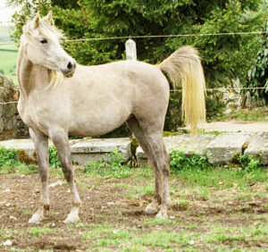 Photo de TAMARA DES AUBUES, pur-sang arabe passé au Haras de la Chataignière - Des Aubus