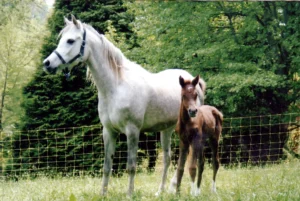 Photo de UTOPIA D'ESTA, pur-sang arabe passé au Haras de la Chataignière - Des Aubus