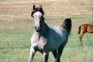 Photo de UTOPIA DES AUBUES, pur-sang arabe passé au Haras de la Chataignière - Des Aubus