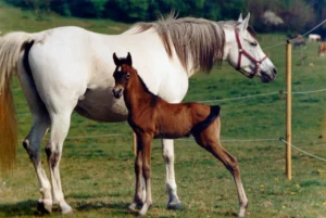 Photo de SUMBA (DEU), pur-sang arabe passé au Haras de la Chataignière - Des Aubus