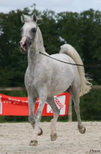 Photo de VADRONN DES AUBUS, pur-sang arabe passé au Haras de la Chataignière - Des Aubus