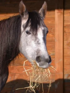 Photo de VAHINA DES AUBUES, pur-sang arabe passé au Haras de la Chataignière - Des Aubus