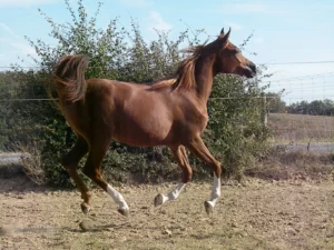 Photo de VASSILIA DES AUBUES, pur-sang arabe passé au Haras de la Chataignière - Des Aubus